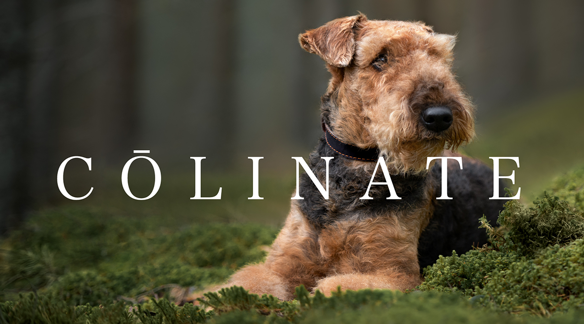 エアデールテリア人気アイテム【TOP10】 - 大型犬のためのハイ  