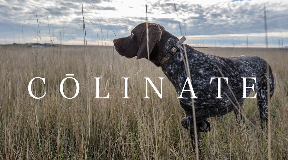 ジャーマン ショートヘアード ポインター（狩猟犬