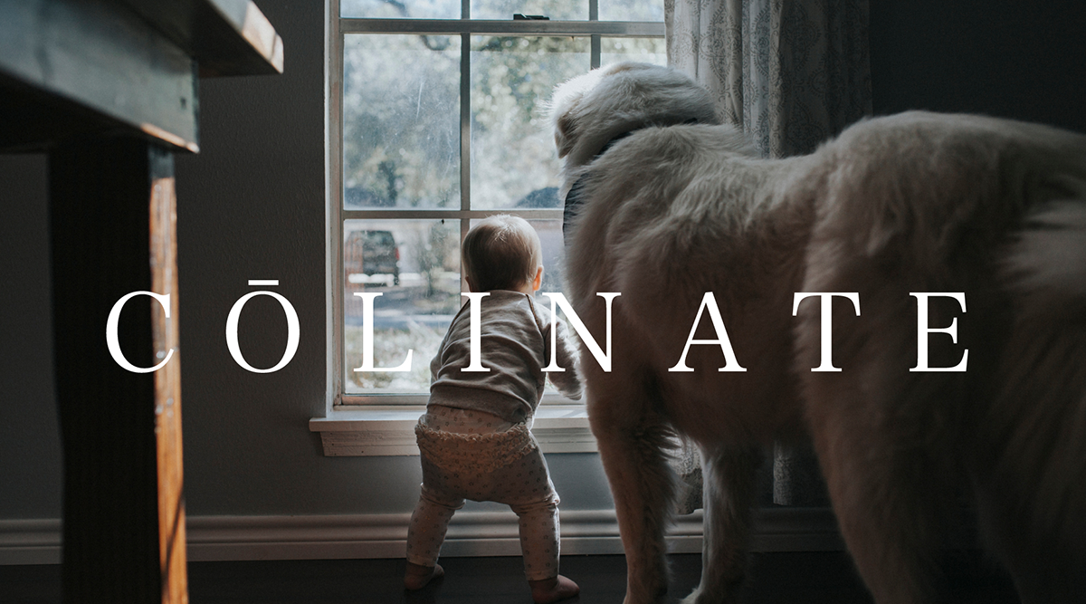 グレートピレニーズ/インフォメーション/首輪・ハーネス・リード・訓練