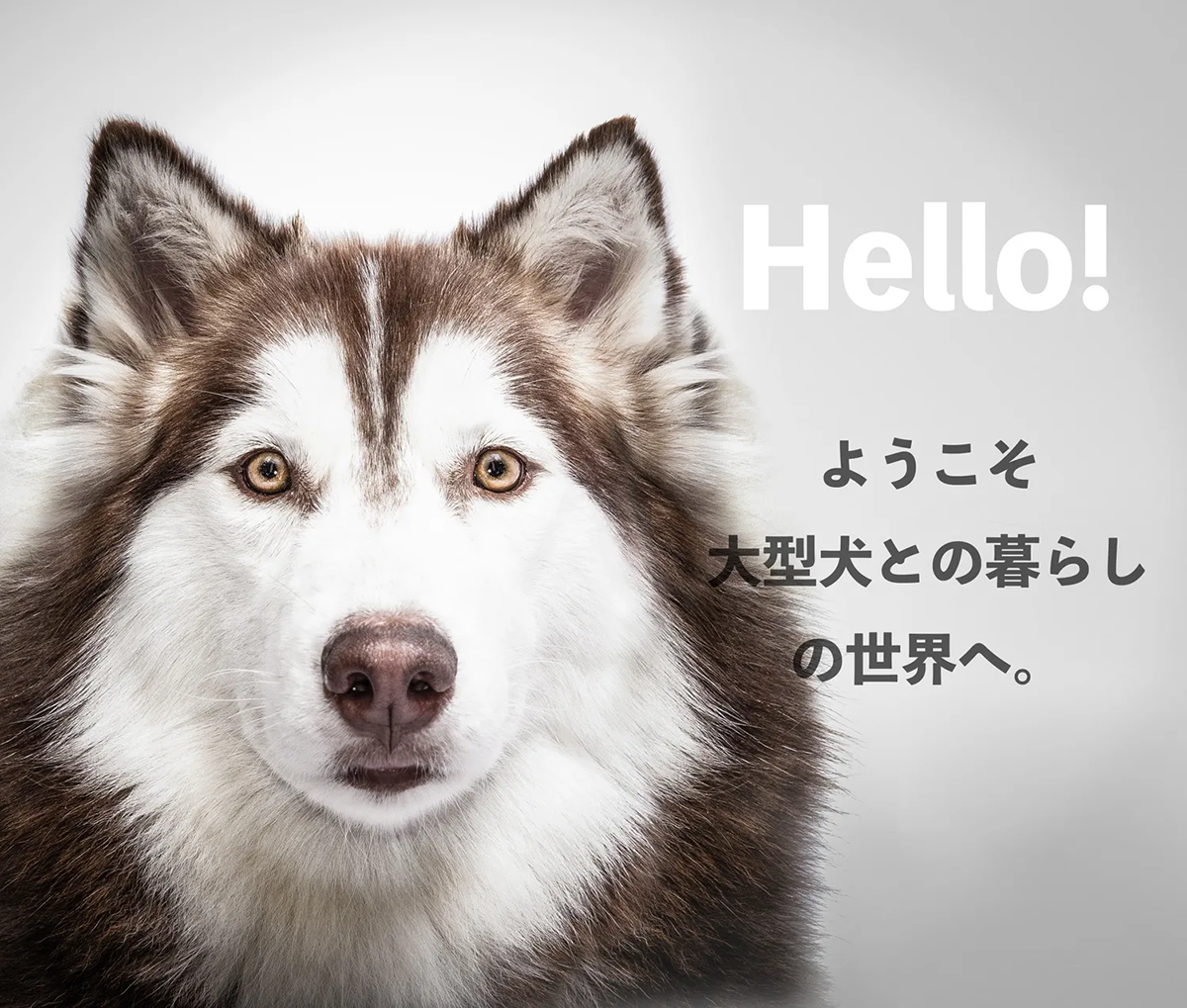大型犬、超大型犬犬服