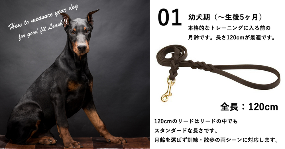 大型犬・超大型犬用のリードの選び方【月齢別おすすめのリードの長さ】